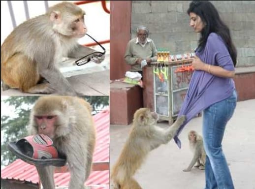 Nagaland Govt Denied to Take Monkey From Himachal.