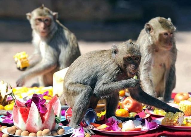 Nagaland Govt Denied to Take Monkey From Himachal.