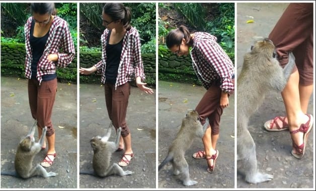 Nagaland Govt Denied to Take Monkey From Himachal.