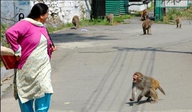 Nagaland Govt Denied to Take Monkey From Himachal.
