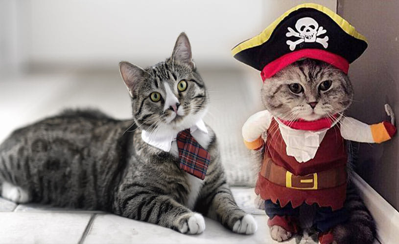 UK government's new mice chasing cat