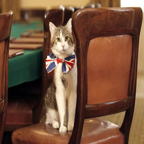 UK government's new mice chasing cat