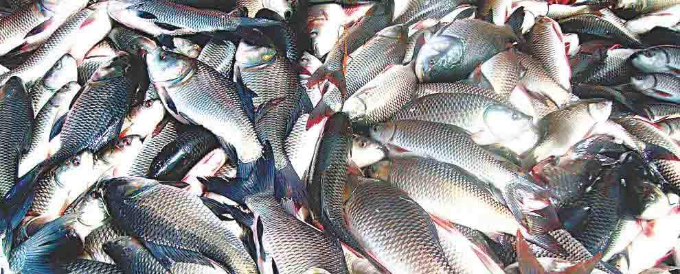 fish died in pond due to cold
