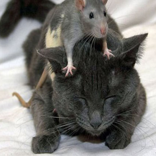 UK government's new mice chasing cat