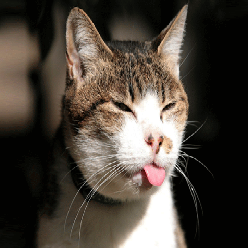 UK government's new mice chasing cat