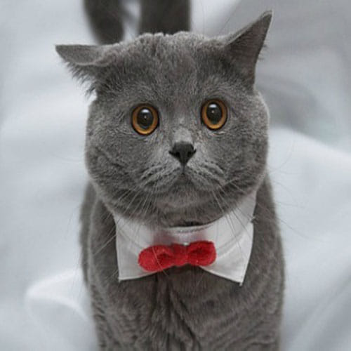 UK government's new mice chasing cat