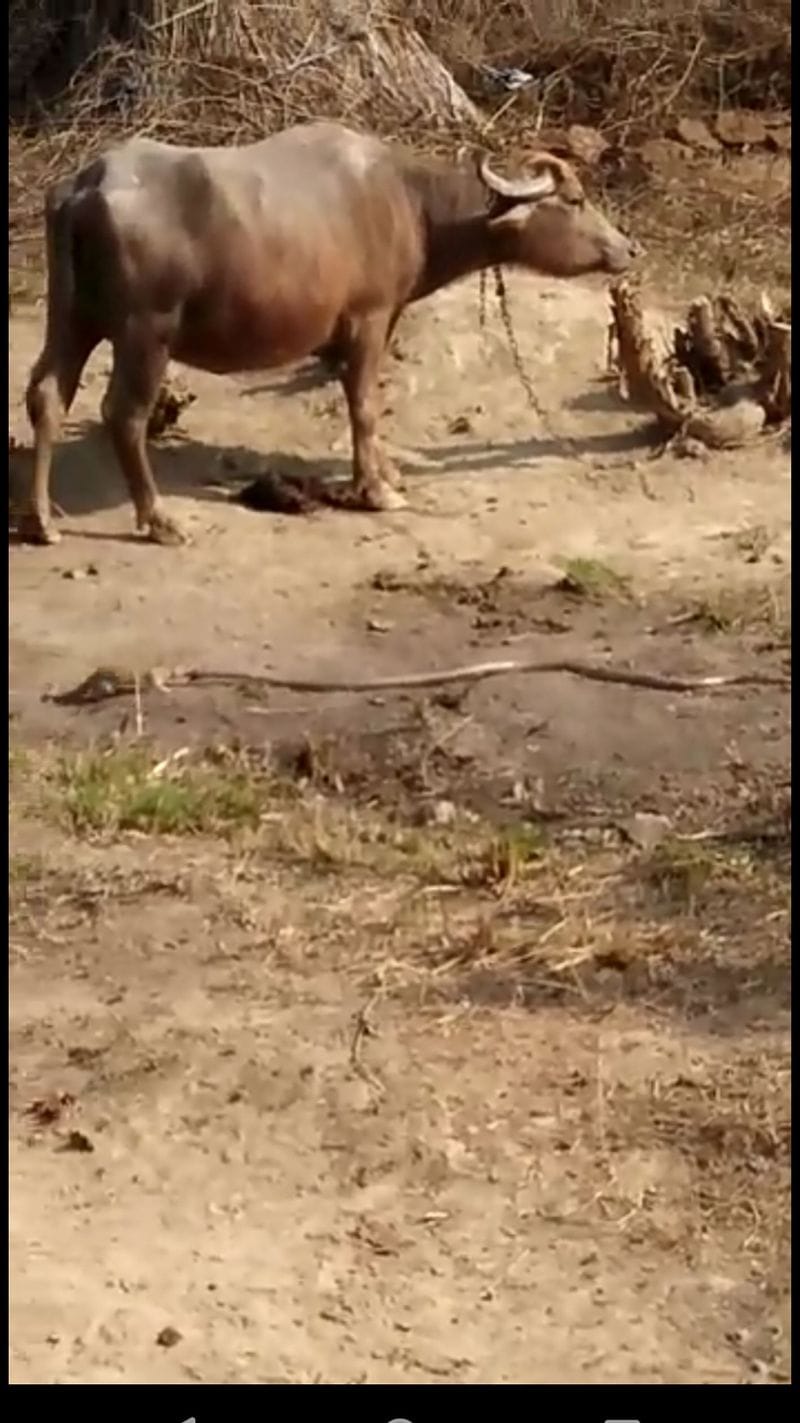 Snakes fighting in weasel, snake dead