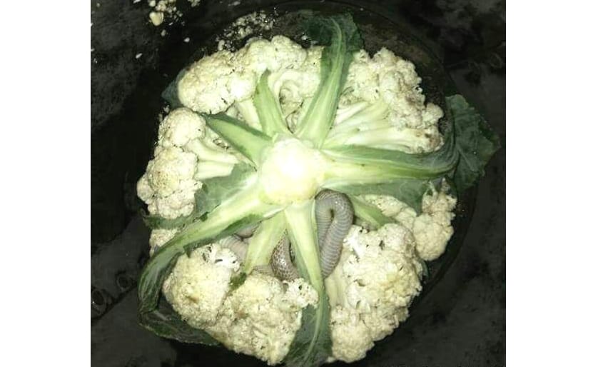 Snake Found in cabbage, photos viral on social media.
