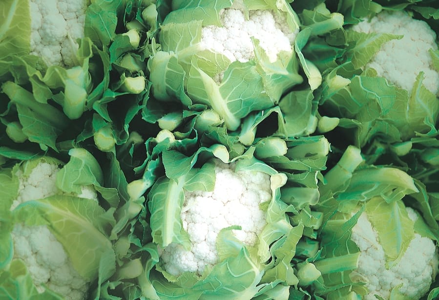 Snake Found in cabbage, photos viral on social media.