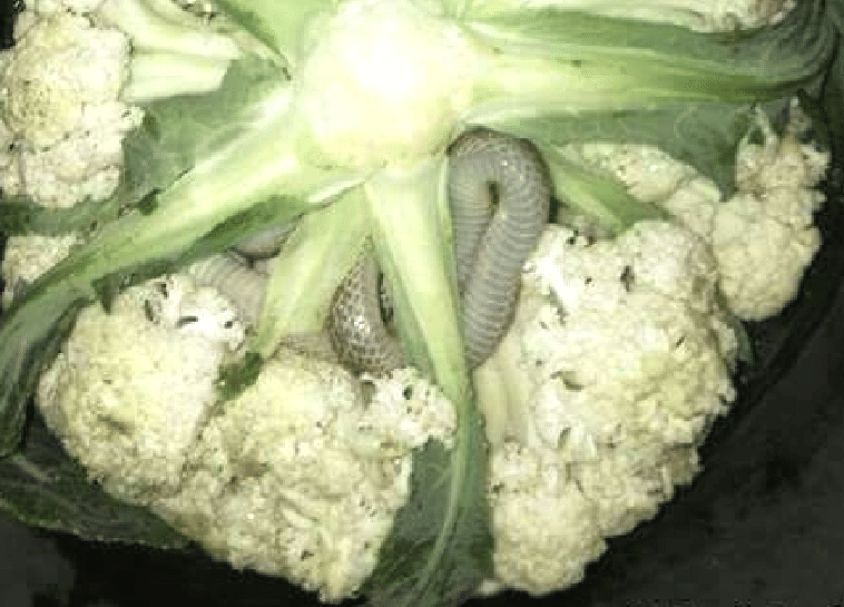 Snake Found in cabbage, photos viral on social media.