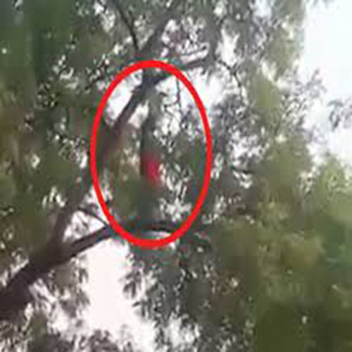 woman offering namaz on a tree branch 