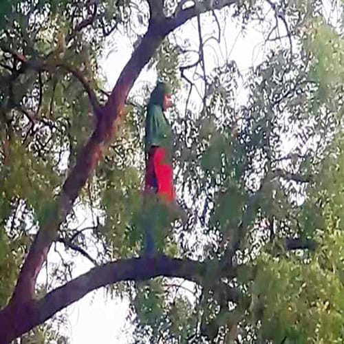 woman offering namaz on a tree branch 