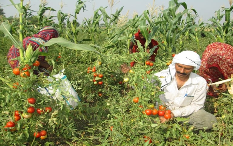 Vegetables Traders in Azadpur Mandi not Making Payment to Farmers.