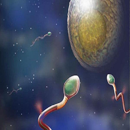 gold content in sperm cells