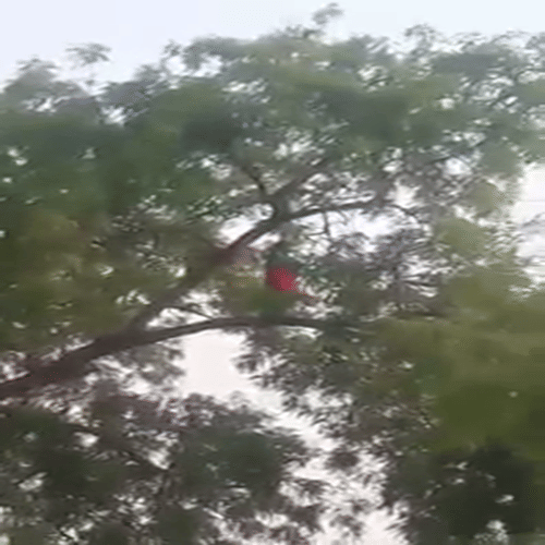 woman offering namaz on a tree branch 