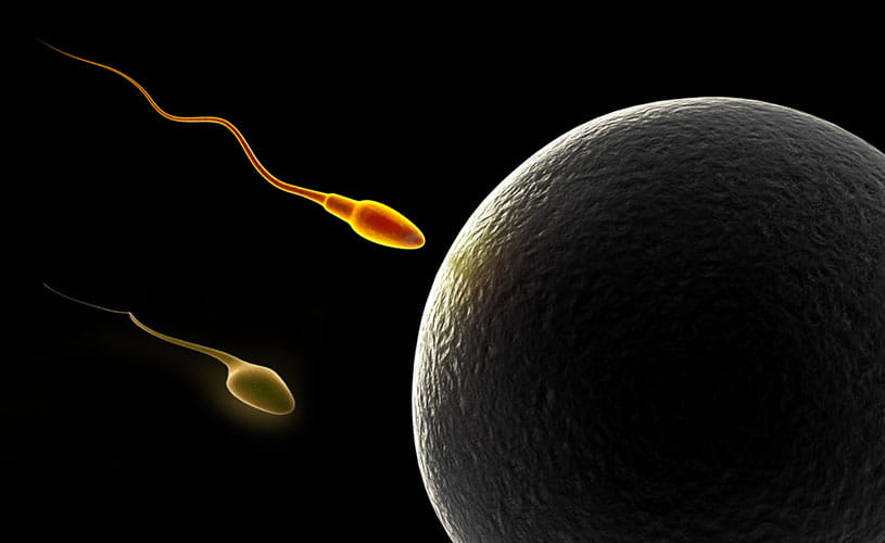 gold content in sperm cells