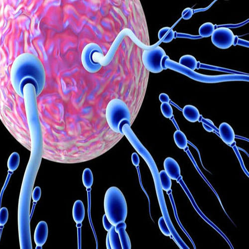 gold content in sperm cells