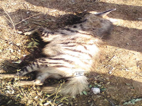 charkha died in an accident