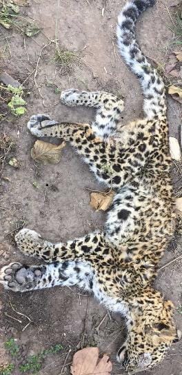 CTR dead leopard