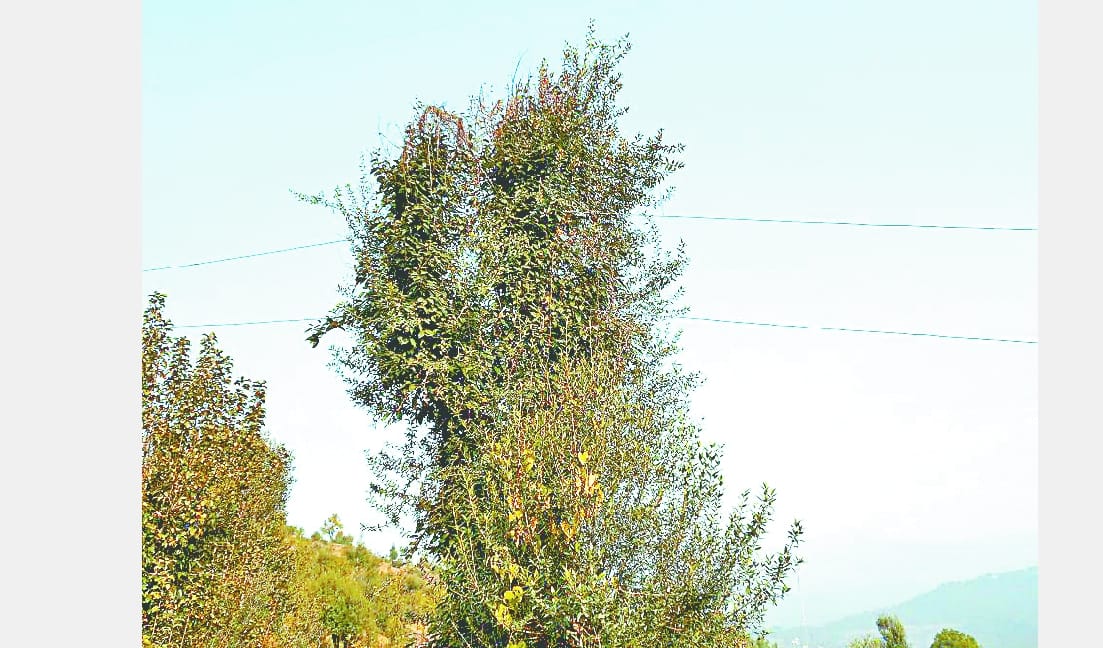 electric wires hanging from trees is so dangerous