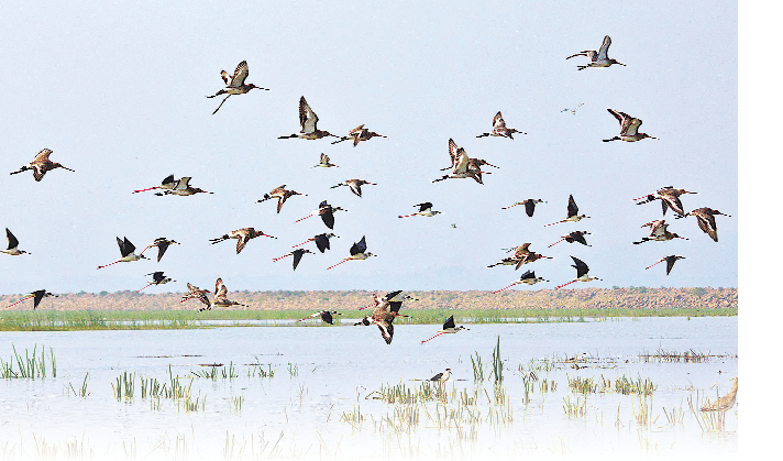 Hastinapur Sanctuary spread over six districts of branding now, Know What's special?
