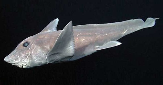 Mysterious Ghost Shark Captured On Camera For The First Time