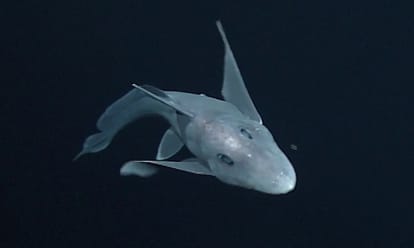 Mysterious Ghost Shark Captured On Camera For The First Time