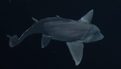 Mysterious Ghost Shark Captured On Camera For The First Time