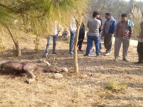 hunter kllied sambar in bharari, police case