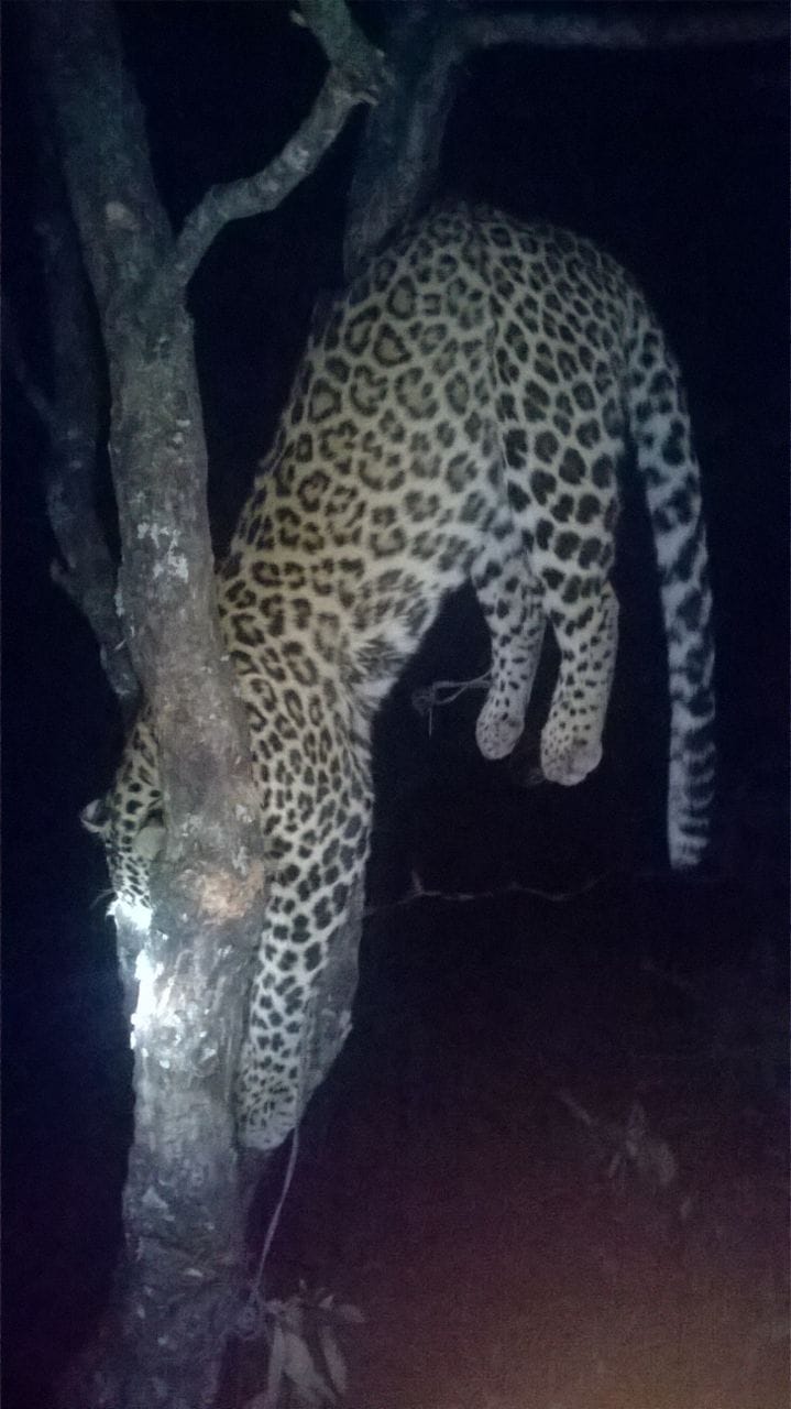 Leopard trapped in tree