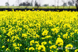Fog on mustard crop aphids, white mortgage outbreak