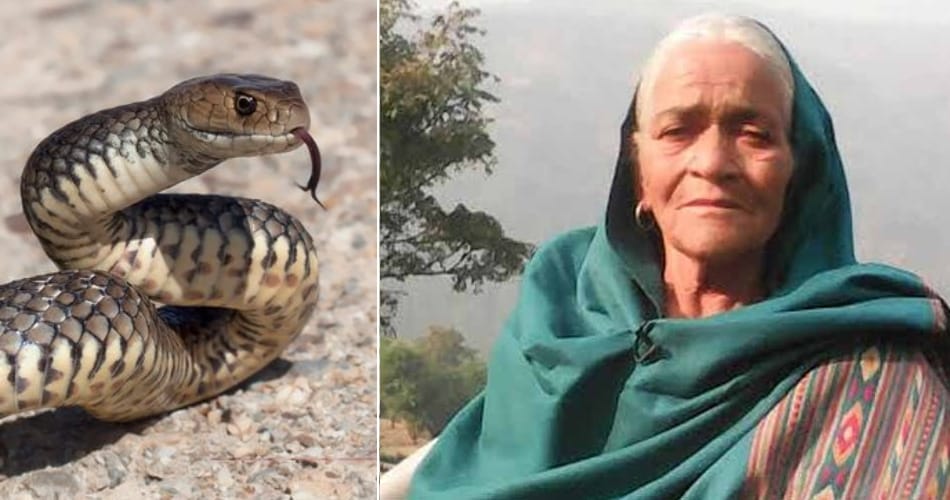 Snake Bites Chandigarh Old Lady Kala Devi 151 Times on every part of body