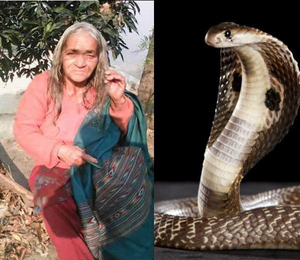 Snake Bites Chandigarh Old Lady Kala Devi 151 Times on every part of body