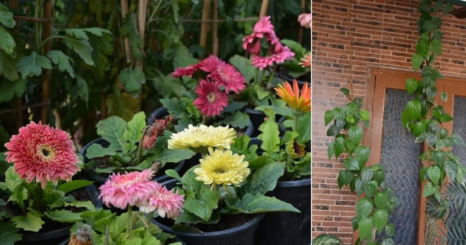My Garden, My Identity, know about chandigarh house