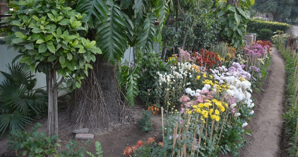 My Garden, My Identity, know about chandigarh house