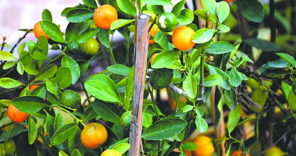My Garden, My Identity, know about chandigarh house