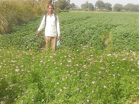 Garlic and coriander diseases kill at