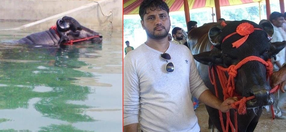 look 25 million bison, stunning dose and  called 'Shanshah'