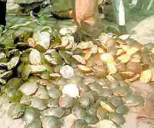 525 Turtles found, smugller fled away.