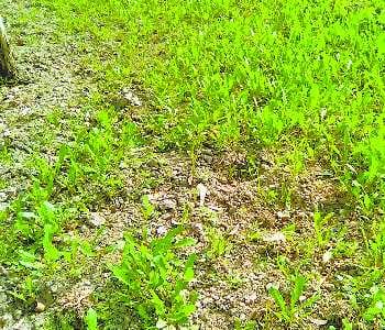 Poor seed destroyed 200 acres crop 