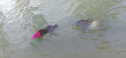 The body of young woman found floating in the canal, bound hands extended suspense