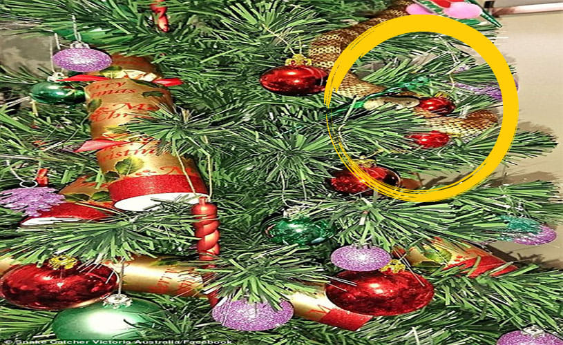 TIGER SNAKE coiled around their Christmas tree
