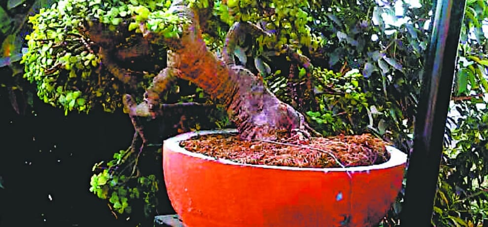 Green Waste segrigation project by chandigarh nagar nigam