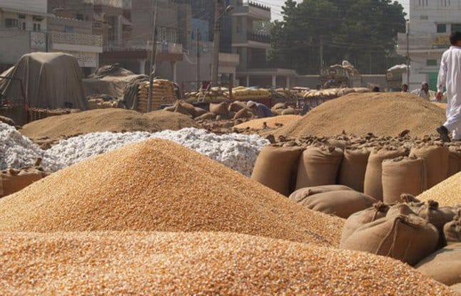 Grains in the rain, responsible careless