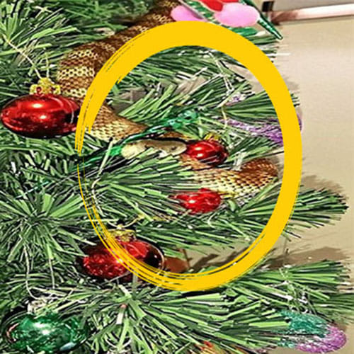 TIGER SNAKE coiled around their Christmas tree