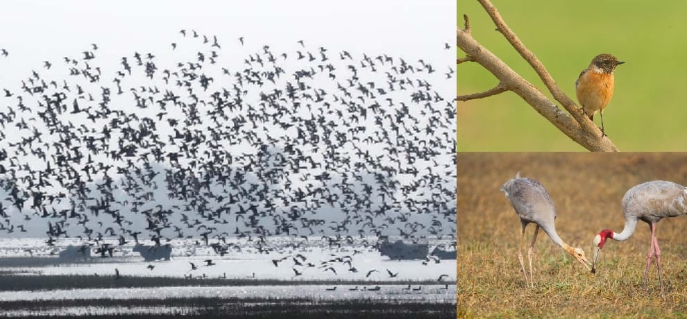 Dnauri Wetland birds immigrant becoming the first choice, now reaching 25 thousand