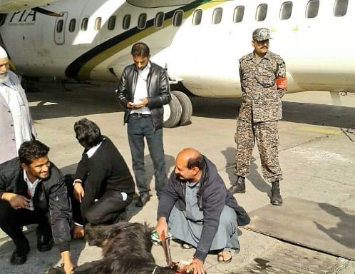Pakistan airline slaughtering goat 