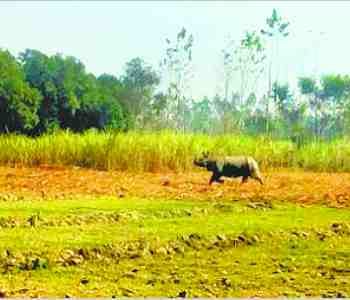 Rhino made a bang in the fields