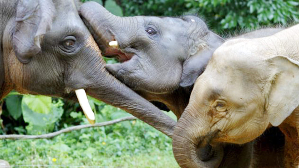 elephants eliminated in bundelkhand