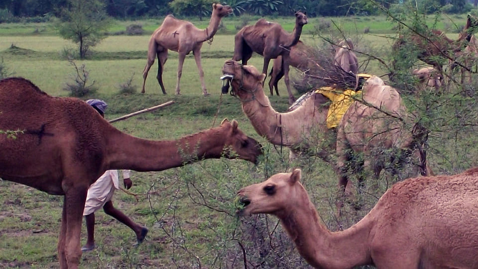 milk of camel will be provided at saras parlour soon